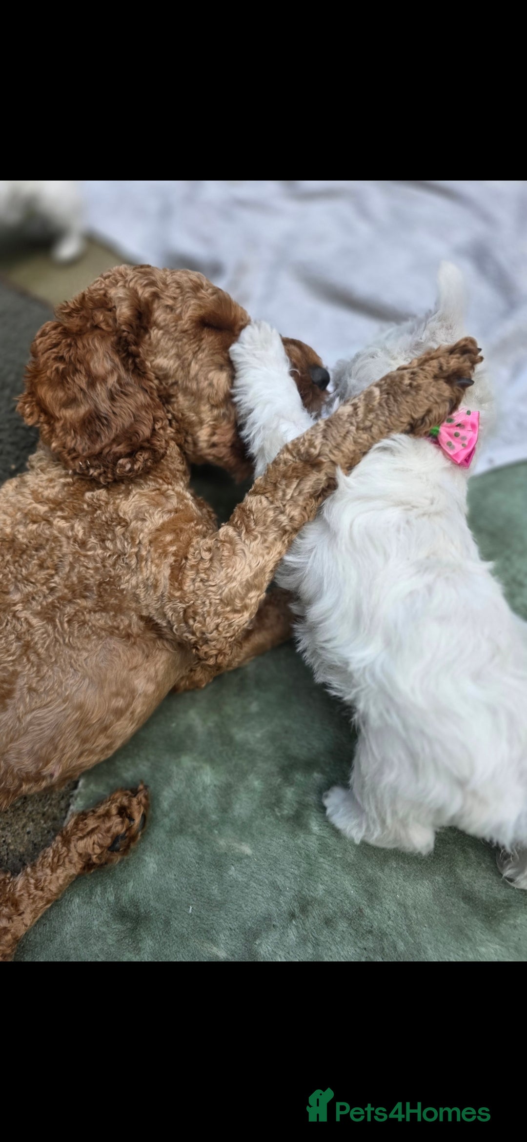 West Highland Terrier dogs for sale: Beautiful Westhighland Terrier Puppies  - Image 28