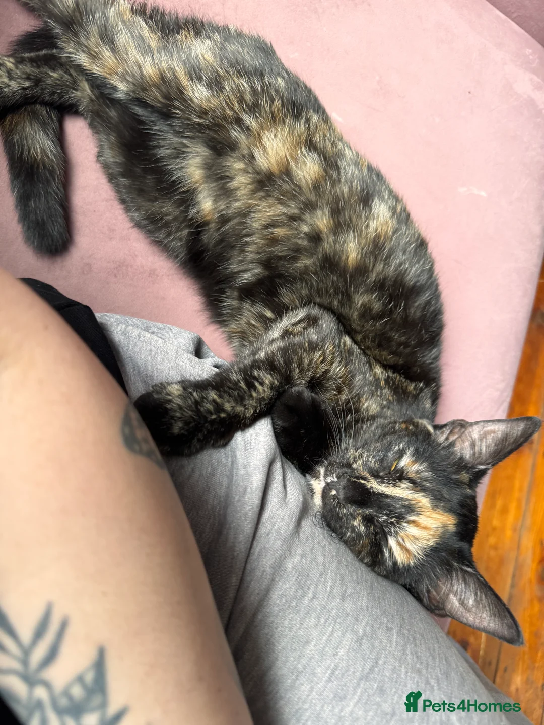 Mixed Breed cats for sale: Maple - 8 months old - Advert 2