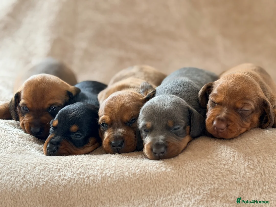 Miniature Dachshund dogs for sale: 🌈 🐾Beautiful Dachshund Rainbow Litter🐾🌈 - Advert 26