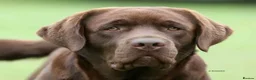 Labrador Retriever dogs for sale: Show Champion Lineage Chocolate Labrador Puppies - Advert 4