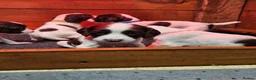 English Springer Spaniel dogs for sale:  KC REGISTERED ENGLISH SPRINGER SPANIEL PUPPIES  - Advert 6