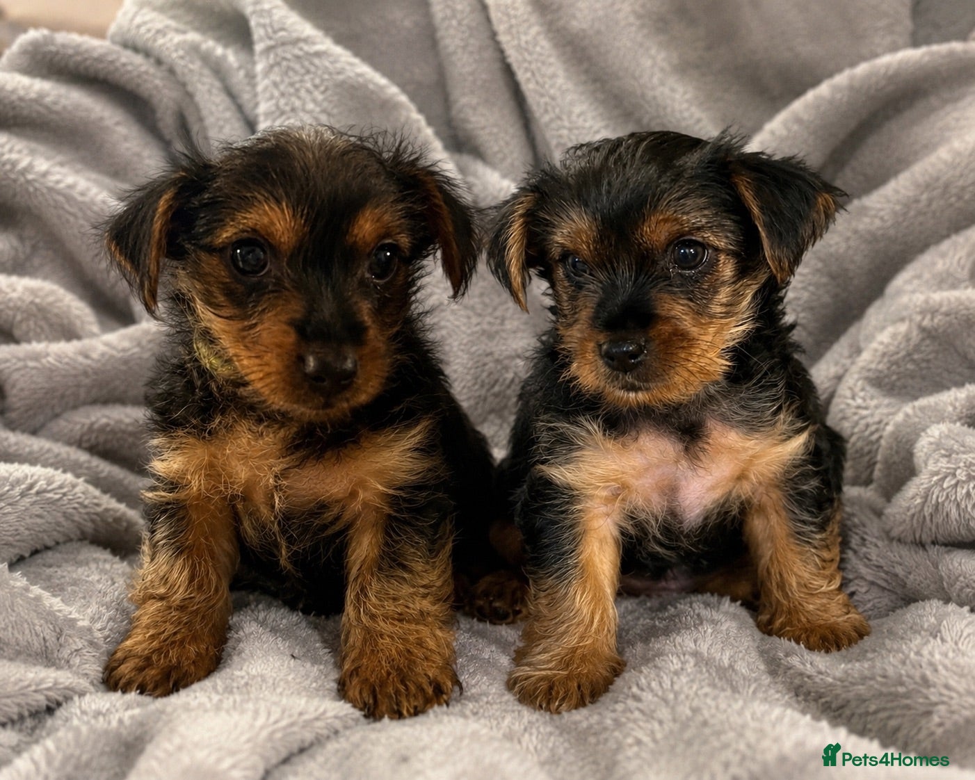 Yorkshire Terrier dogs READY NOW !! MINI YORKSHIRE TERRIERS - Advert 9