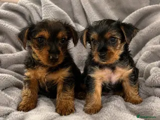 Yorkshire Terrier dogs READY NOW !! MINI YORKSHIRE TERRIERS - Advert 9