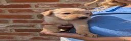Labrador Retriever dogs for sale: KC registered golden Labrador retriever puppies  - Advert 6