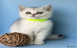 British Shorthair cats for sale: Stunning British shorthair kittens AN 12 GCCF  - Image 6