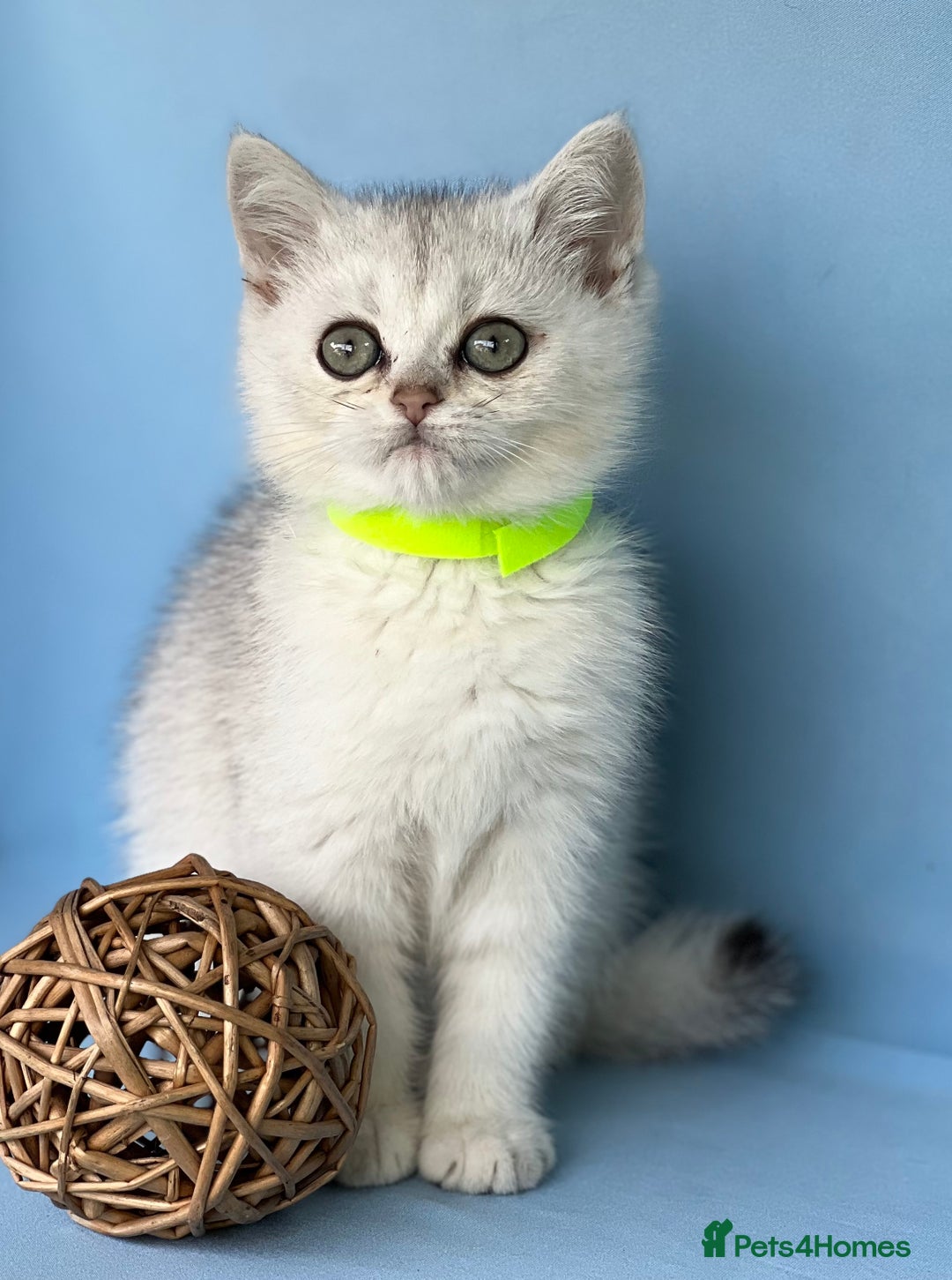 British Shorthair cats for sale: Stunning British shorthair kittens AN 12 GCCF  - Image 6