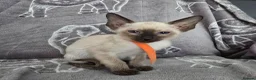 Siamese cats for sale: Adorable siamese kittens - Advert 9