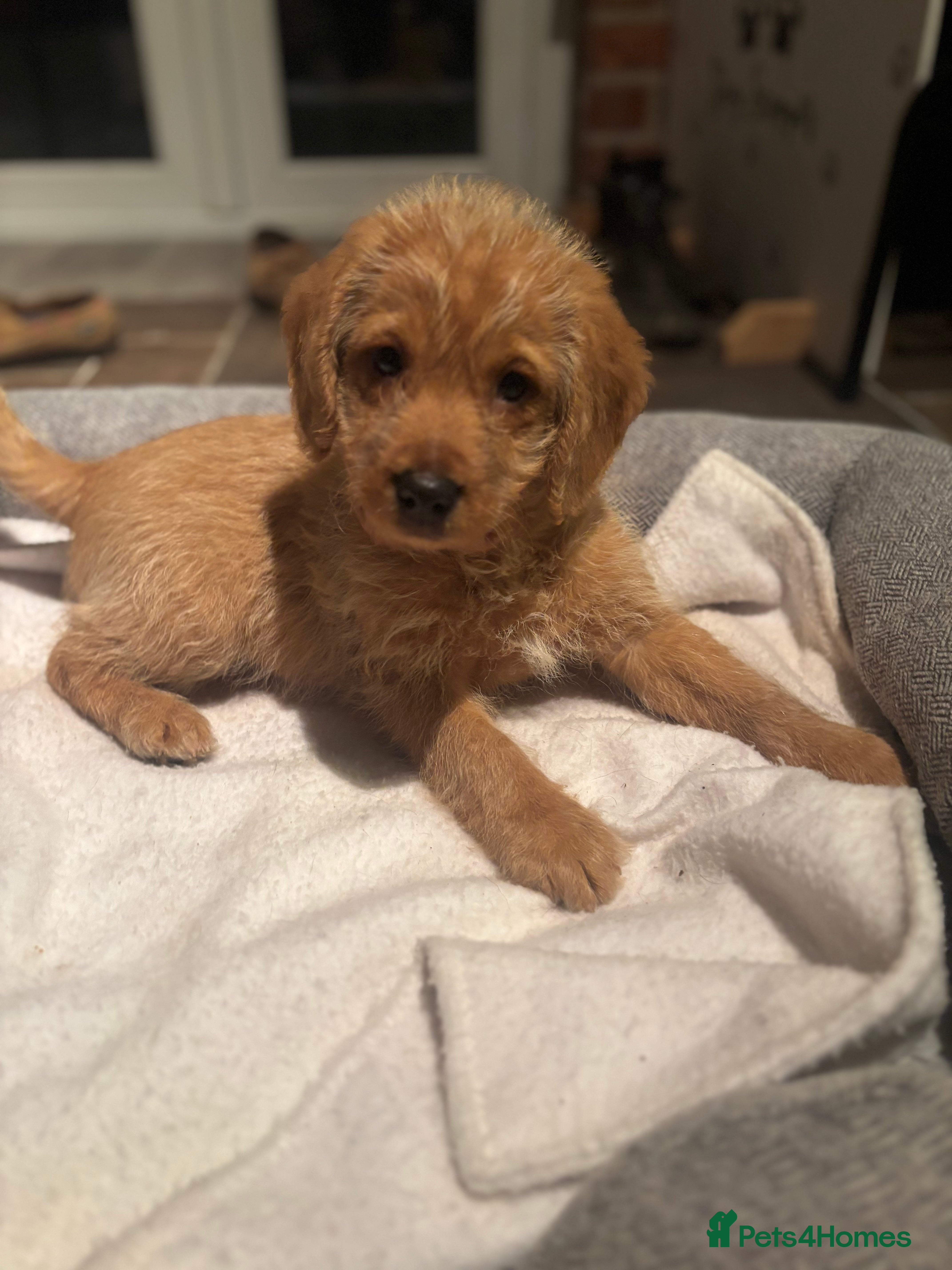 Labradoodle dogs F1 Labradoodle Puppies - Advert 17