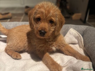 Labradoodle dogs F1 Labradoodle Puppies - Advert 4