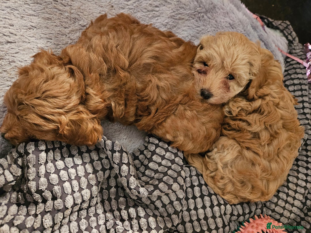 Maltipoo dogs for sale: Stunning Maltipoo Puppies ❤️  - Image 5