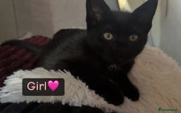 Domestic Shorthair cats for sale: Domestic short haired kittens for sale  - Image 2