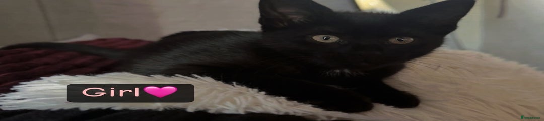 Domestic Shorthair Kitten 2