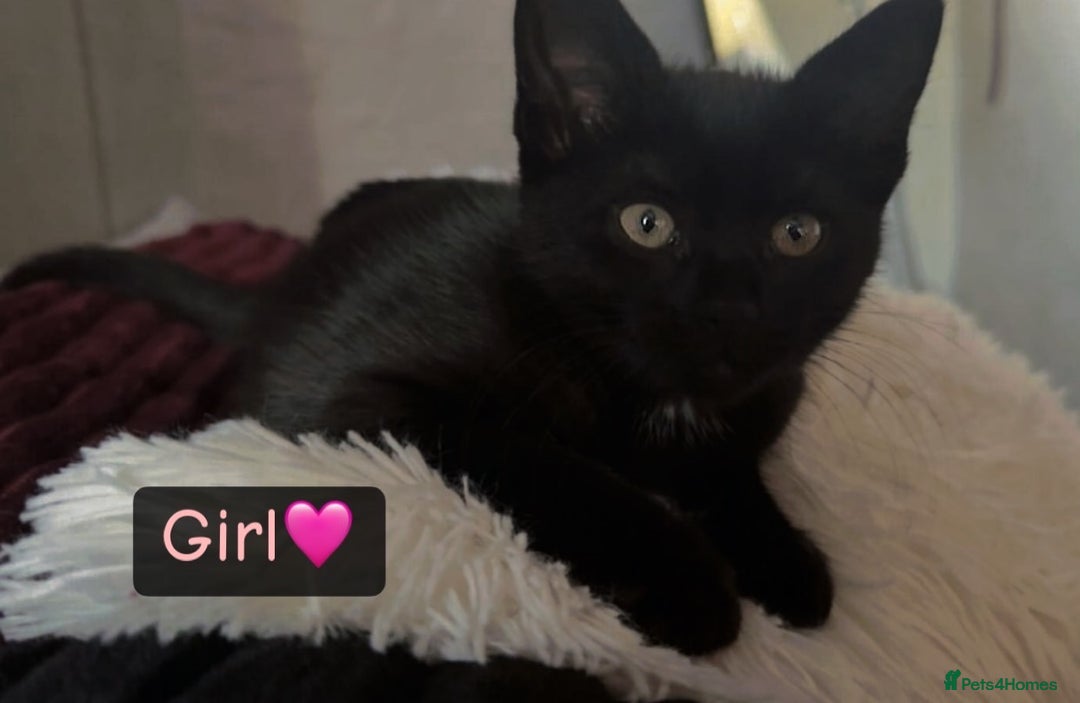 Domestic Shorthair cats for sale: Domestic short haired kittens for sale  - Image 2