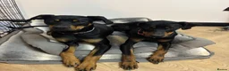 Dobermann dogs for sale: Doberman Puppies in Liverpool - Advert 10