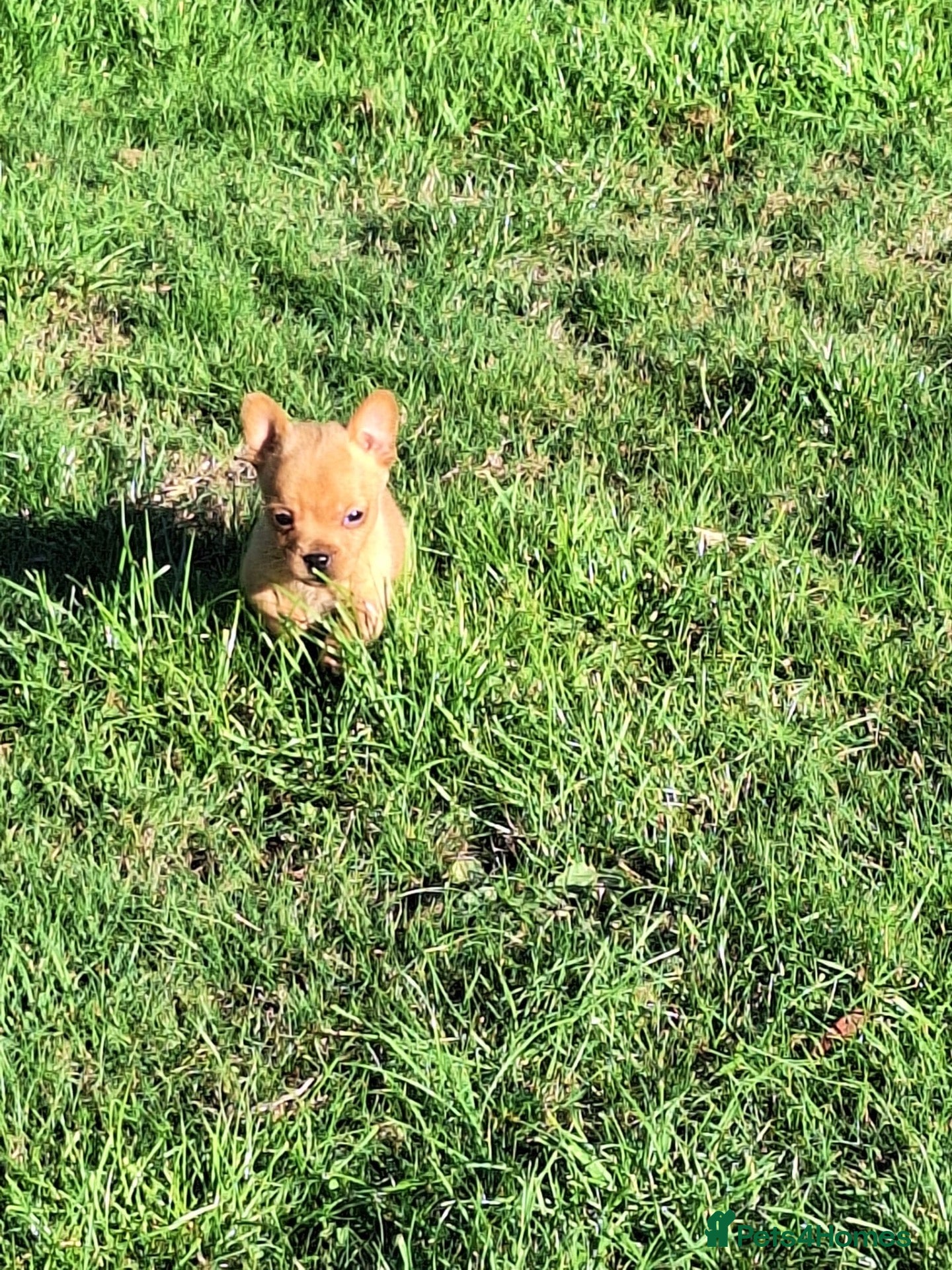 Mixed Breed dogs ADORABLE chihuahua x Boston terrier  - Advert 10