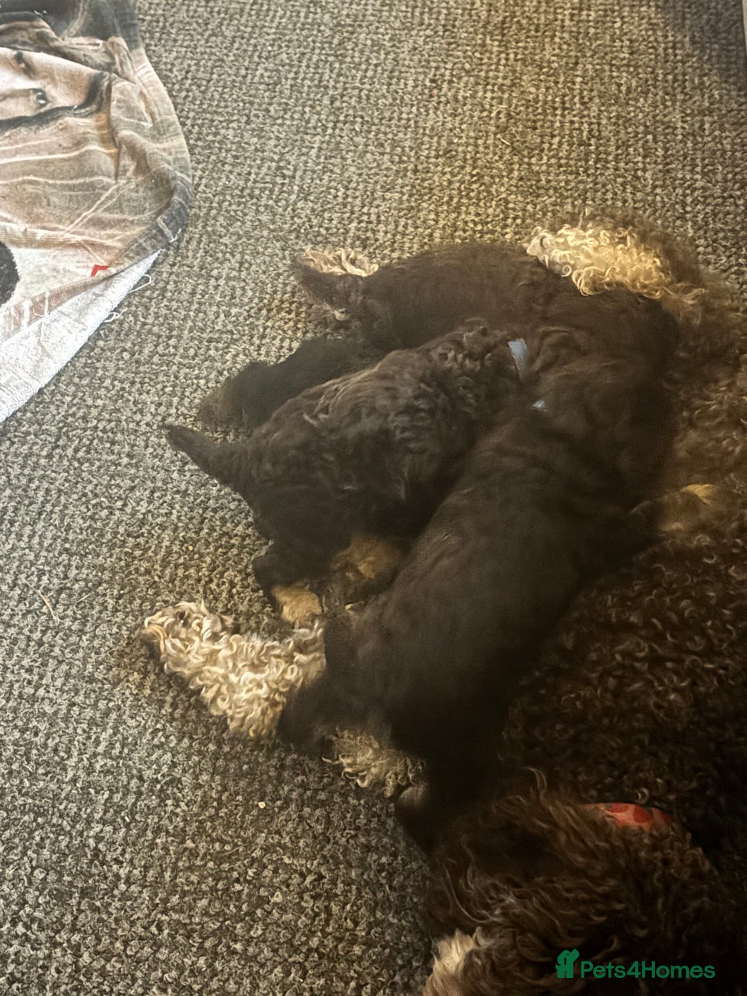 Poochon dogs for sale: Chocolate Phantom Poochon Puppies - Image 2