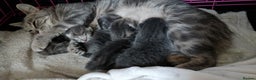 Russian Blue cats for sale: ABSOLUTELY BEAUTIFUL RUSSIAN BLUE KITTENS 8 WEEKS  - Advert 3