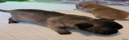 Chihuahua dogs for sale: 4 Chihauhau puppies ready end of July - Advert 6