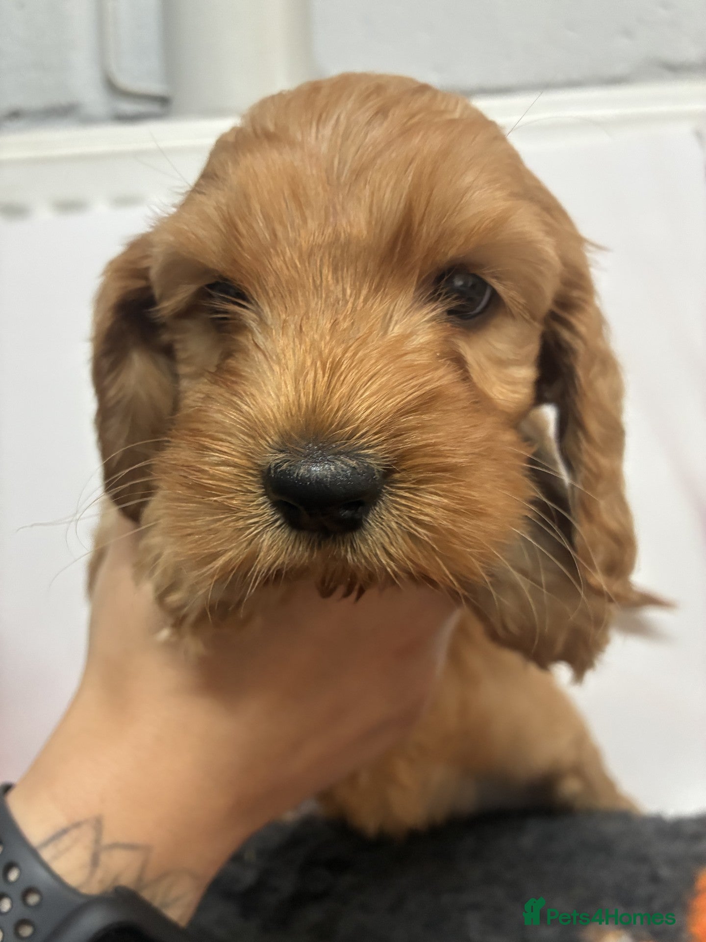 Cockapoo dogs for sale: 🌟 Last 2 Beautiful cockapoo boys 🌟 - Advert 3
