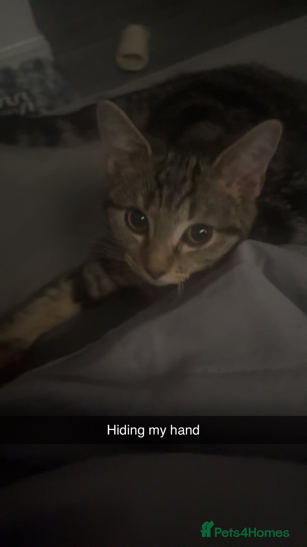 Mixed Breed cats for sale: 8 Month old kitten mixed breed - Advert 3