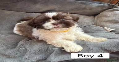 Shih Tzu dogs Four shih tzu boy puppy’s left! - Advert 11