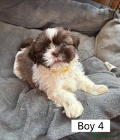 Shih Tzu dogs Four shih tzu boy puppy’s left! - Advert 11