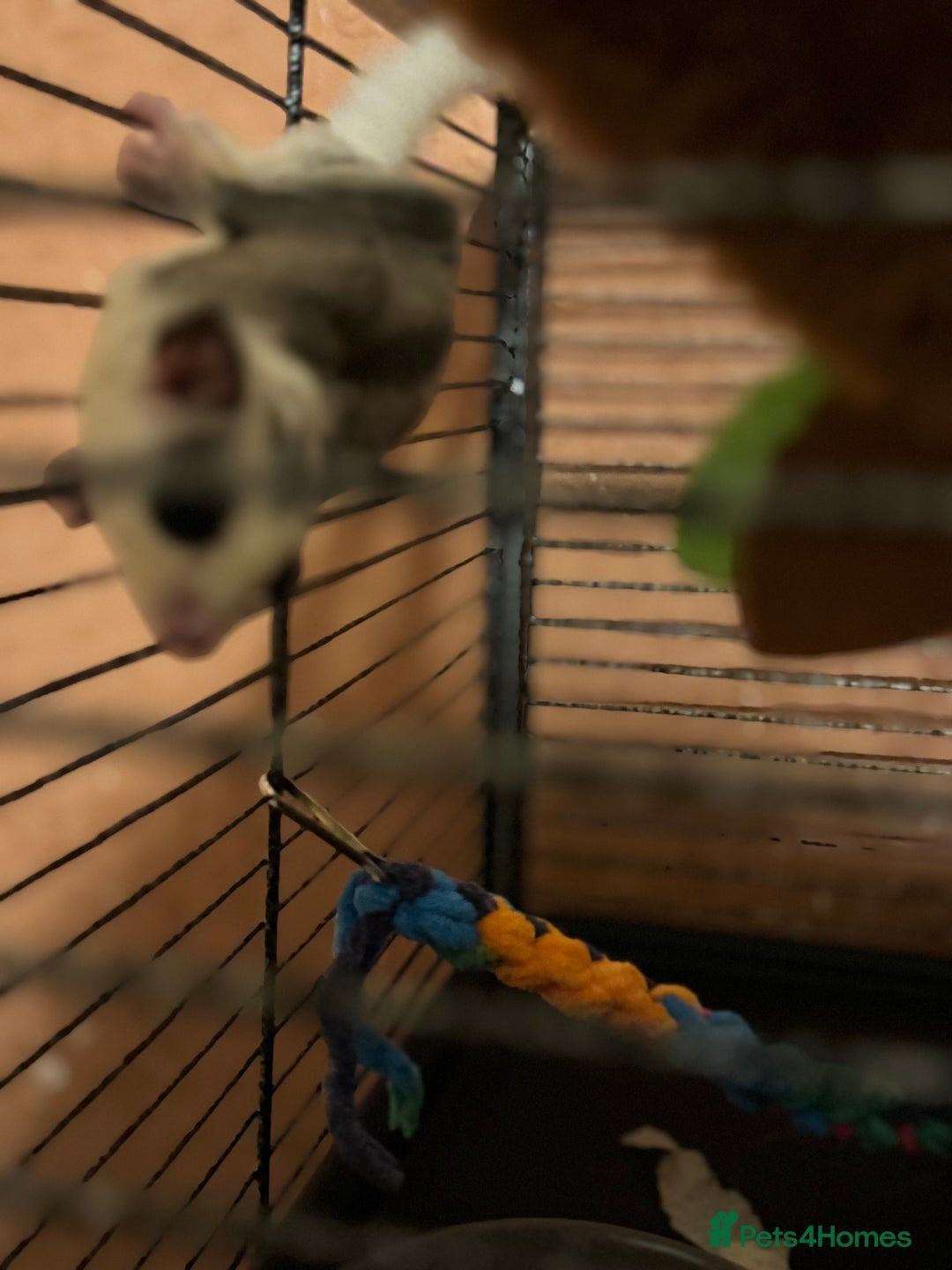 Sugar Glider rodents for sale: 2 female sugar gliders - Advert 3