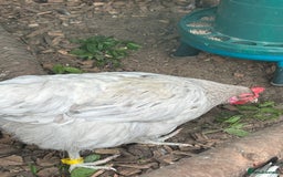 Chickens poultry for sale: 2 hybrid hens for sale £10 each  - Image 1