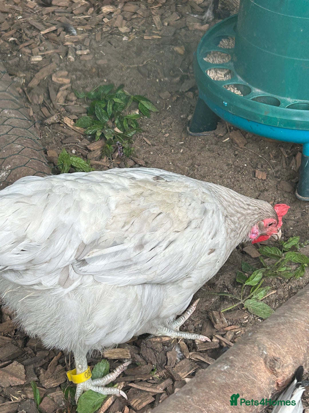 Chickens poultry for sale: 2 hybrid hens for sale £10 each  - Image 1