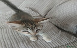 Mixed Breed cats for sale: 3 girls- 9 weeks- ready to go - Image 12