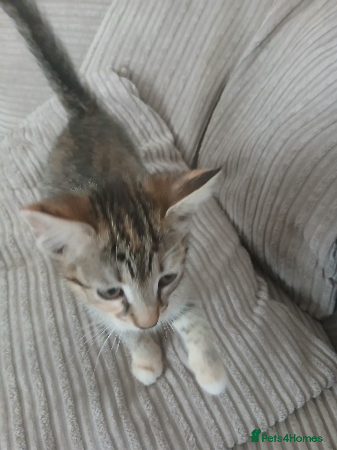 Mixed Breed cats for sale: 3 girls- 9 weeks- ready to go - Image 12