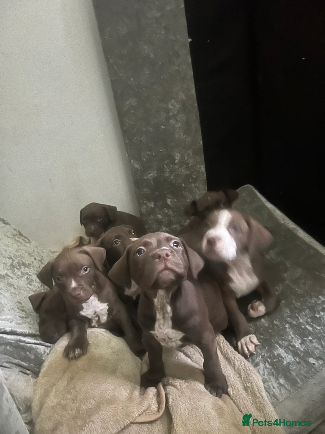 American Bully dogs for sale: Lil blessings  - Advert 7
