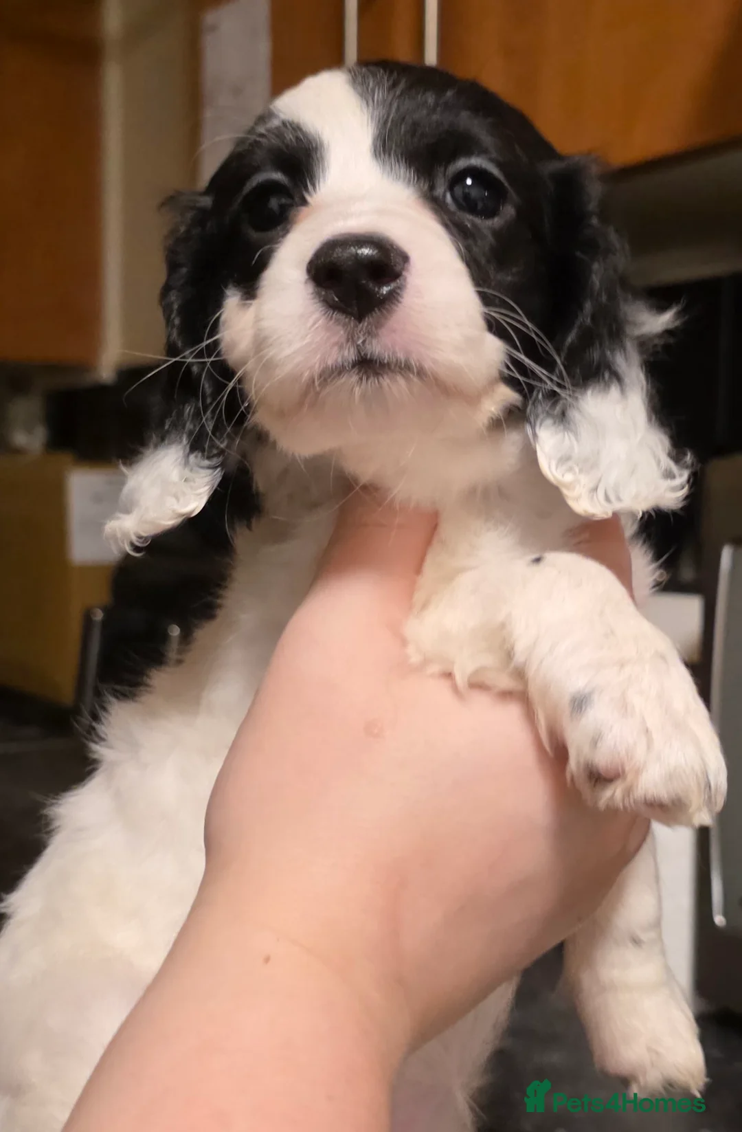 Cockapoo dogs for sale: The Magnificent fully-vaccinated Seven  in Romford - Advert 3