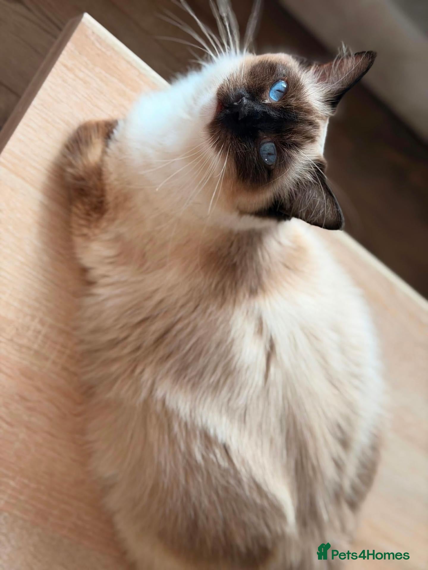 Ragdoll cats for sale: Ragdoll  - Advert 1