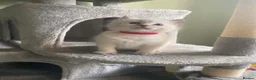 Ragdoll cats for sale: 🐾 GCCF Ragdoll Kittens🐾 READY TO LEAVE - Advert 21