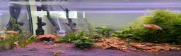 Other/Mixed Breed fish for sale: COMPLETE 160L Professional Aquascape Setup in Westbury - Advert 2