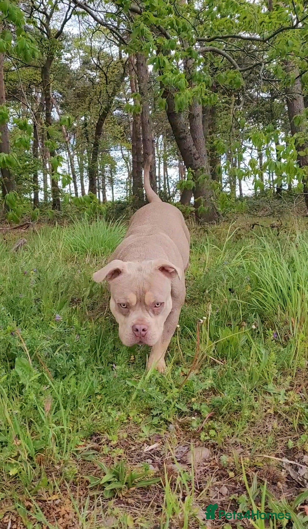 American Bully dogs for sale: Jasmine (Jaz) 3 year old female pocket bully  - Advert 7
