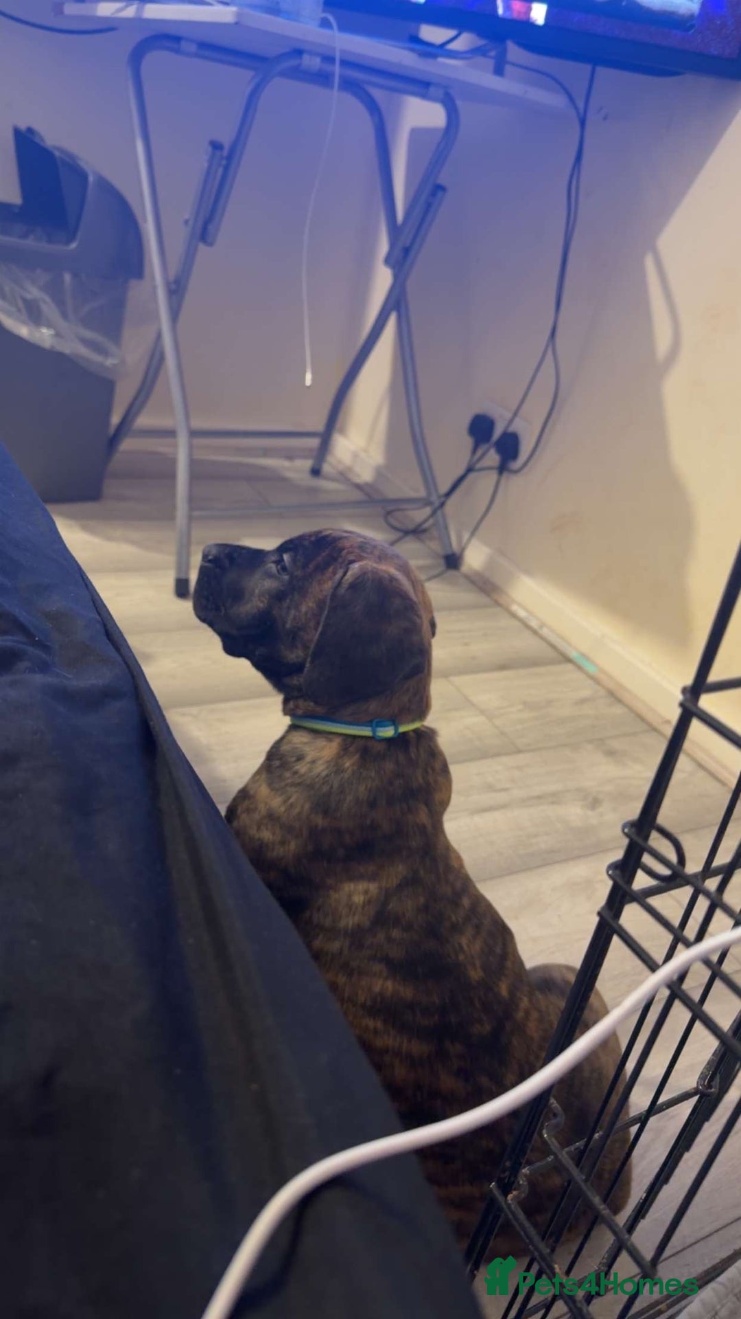 Presa Canario dogs for sale: Presa Canario Puppies  - Advert 18