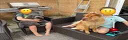 Shar Pei dogs for sale: Beautiful Bearcoat Shar Pei Female (5 yr old) - Advert 13
