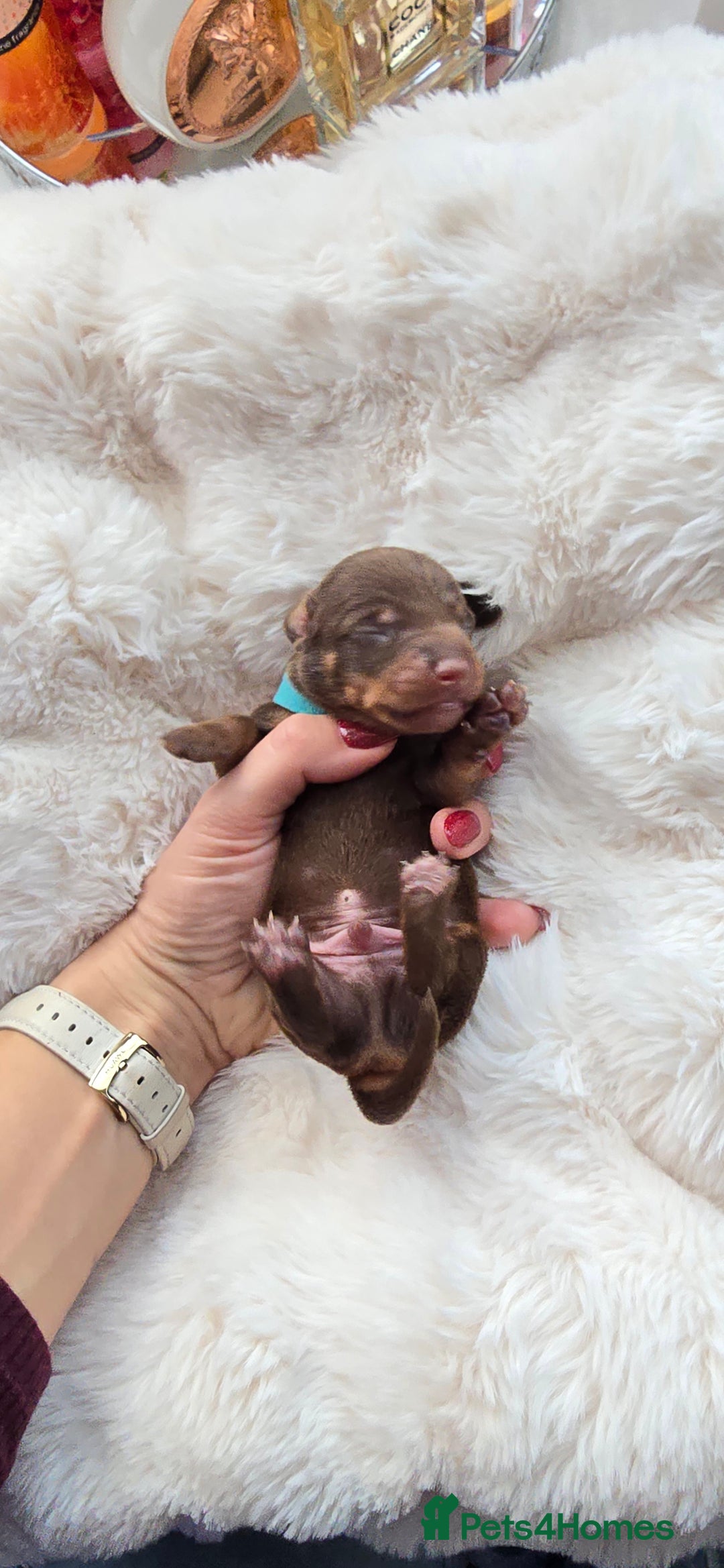 Miniature Dachshund dogs for sale: KC registered miniature Dachshund 🐶  - Advert 9