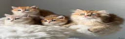 British Shorthair cats for sale: British Shorthair or Longhair golden kittens  - Advert 7