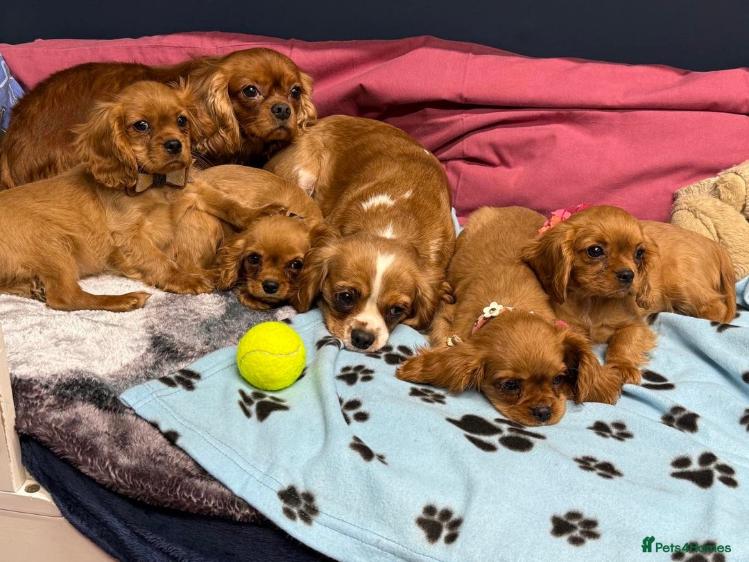 Cavalier King Charles Spaniel dogs for sale: Cavalier king Charles  Ruby's puppy's   - Image 12