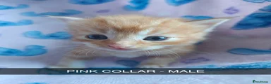 Maine Coon 3
