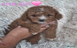 Cavapoochon dogs for sale: Top quality cavapoochons - Image 7
