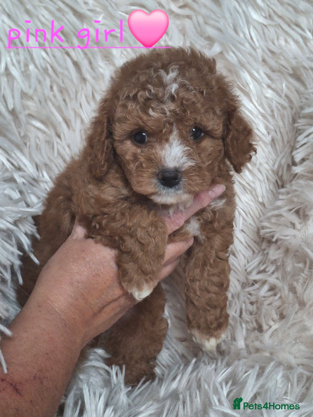 Cavapoochon dogs for sale: Top quality cavapoochons - Image 7