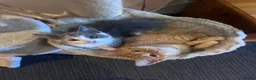 Mixed Breed cats for sale: Kittens  in Perth - Advert 9