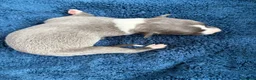 Whippet dogs for sale: 💕⭐️KC WHIPPET PUPS⭐️ 💕 - Advert 24