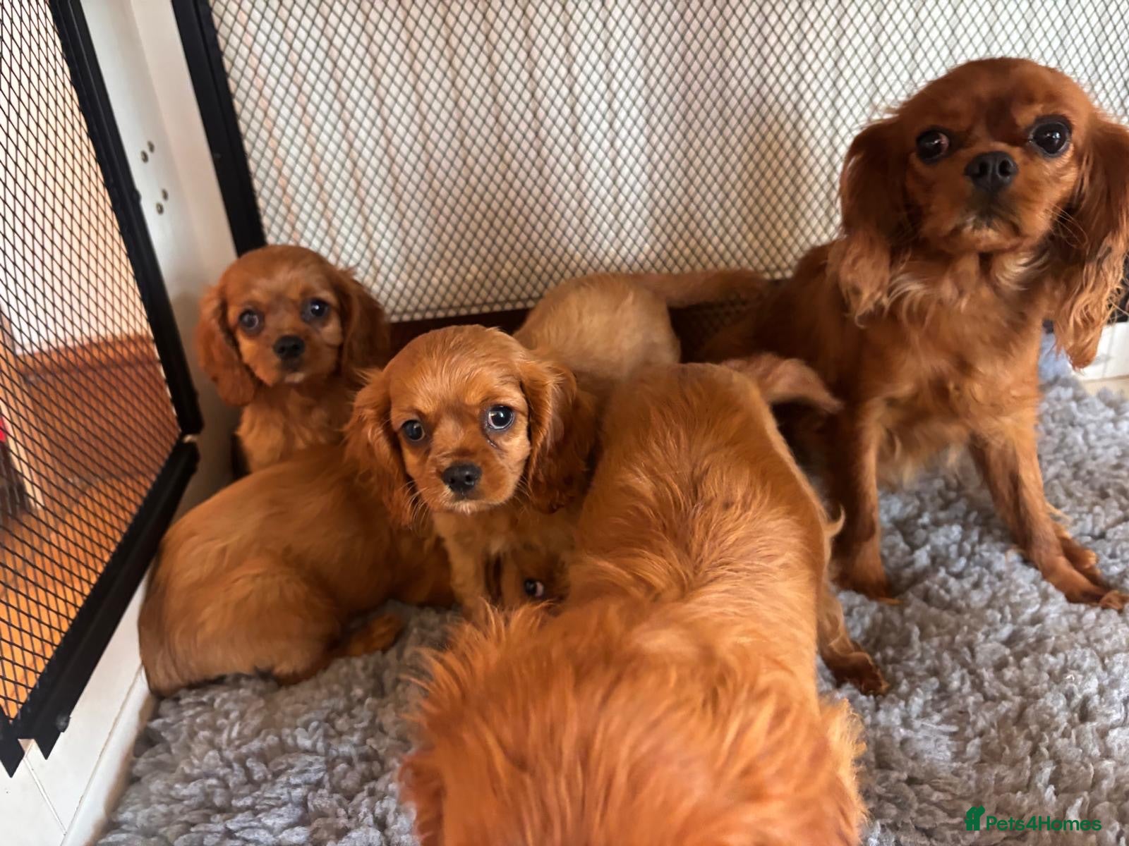 Cavalier King Charles Spaniel dogs Cavalier King Charles  - Advert 1