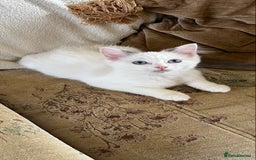 Ragdoll cats for sale: Beautiful Ragdoll kittens  - Image 6