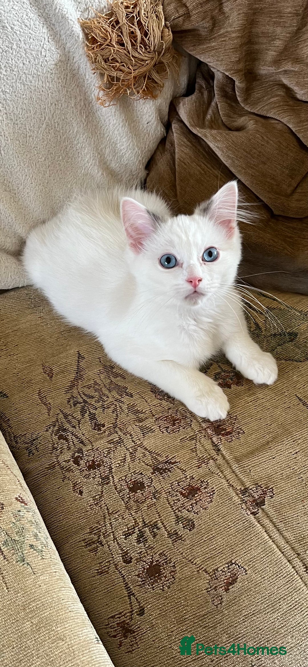 Ragdoll cats for sale: Beautiful Ragdoll kittens  - Image 6